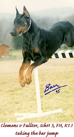 doberman