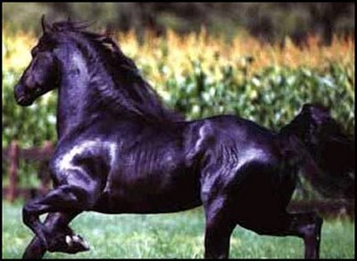 frison